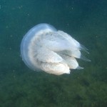 День 7: Атлеш, медуза