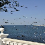 День 9: Севастополь, птички