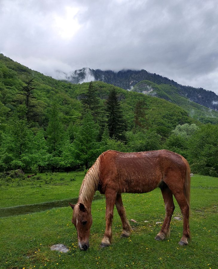 Лошадка на возле р. Бзыбь, Абхазия